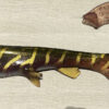 Wolfcreek Curlytail JR Handmade - Image 10