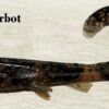 Wolfcreek Curlytail JR Handmade - Image 9